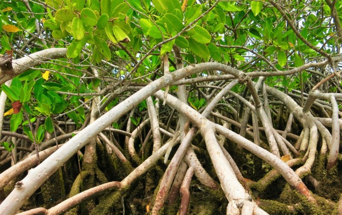 Stok Karbon Mangrove