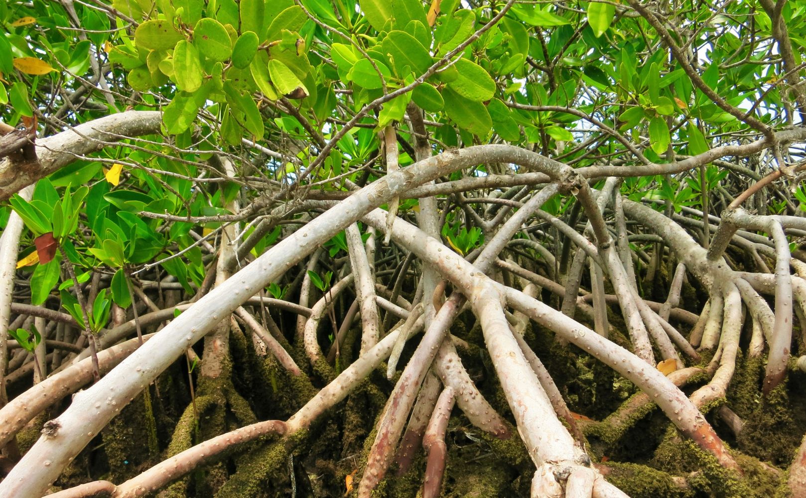 Stok Karbon Mangrove